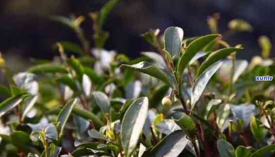 花红茶叶是什么树叶子，揭示神秘面纱：花红茶叶究竟源自何种树木的叶子？