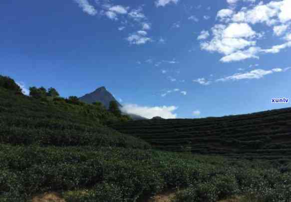 红茶包括，探究红茶的多样性：从品种到冲泡方式，了解红茶包括的内容