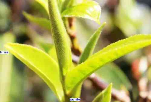 探究冰岛茶：从茶颜色到茶梗的全面解析