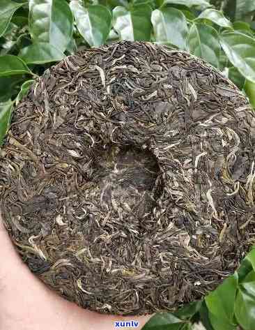 澜沧古茶大班章生茶品鉴：价格、口感、熟茶对比全解析