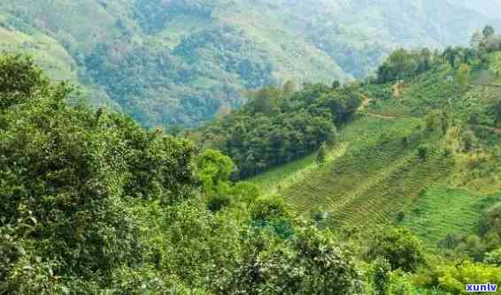 班章是哪个茶山的，探秘中国普洱茶：了解班章茶山的历与文化