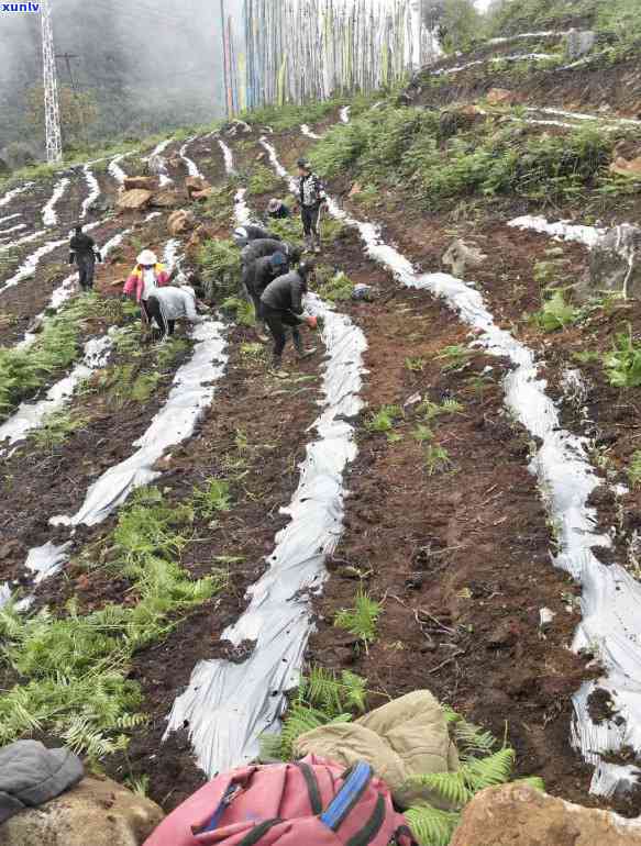 初中生可以喝茶叶茶吗？探讨适宜年龄、性别和方式