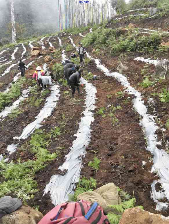 初中生可以喝茶叶茶吗？探讨适宜年龄、性别和方式