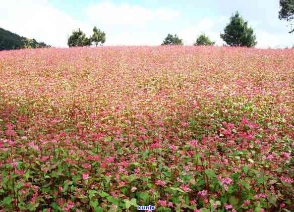 初中生可以喝茶叶茶吗？探讨适宜年龄、性别和方式