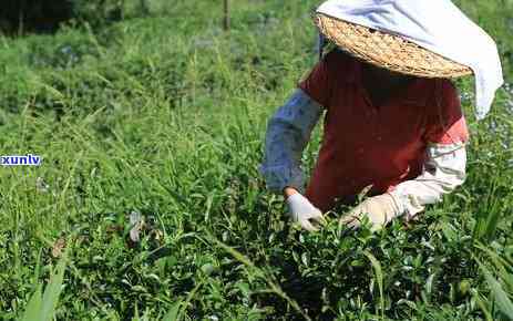 橘红红茶，品尝柑橘香气的美味：探索橘红红茶的魅力