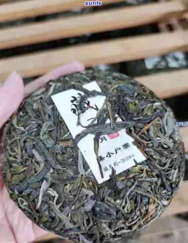 冰岛茶品种及其特征：顶级茶种与十大比较