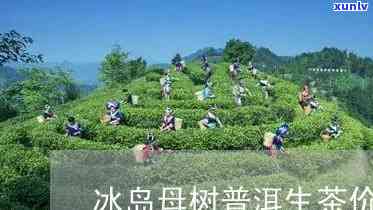 冰岛母树茶2012茶价格，探究冰岛母树茶2012年的市场价格