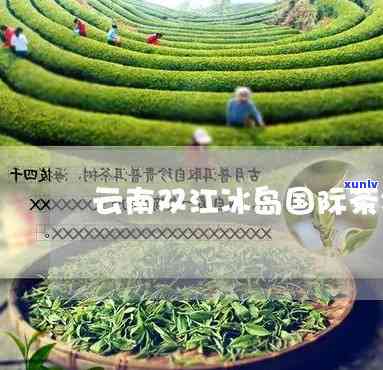 双江冰岛茶2016-双江冰岛茶荟带货主播是谁