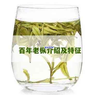 百年老枞是什么茶叶品种，「百年老枞」是哪种茶叶？