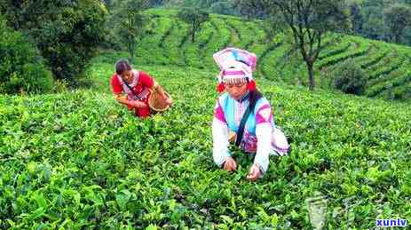 2018云南冰岛茶-云南冰岛茶价格