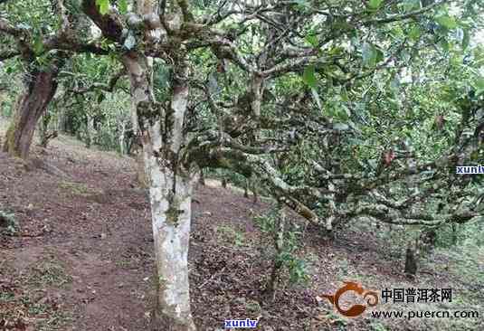 冰岛老树普洱茶价格表及图片全览：生茶、熟茶价格对比，云南2018年最新价格一览