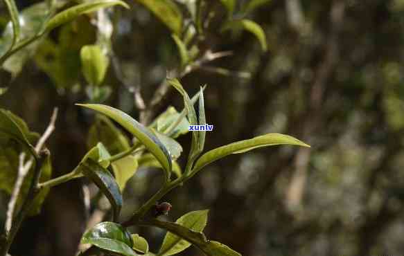 班章木茶特点，探秘班章木茶：特点与魅力解析