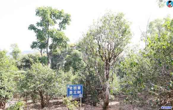 班章茶王树地里位置-班章茶王树图