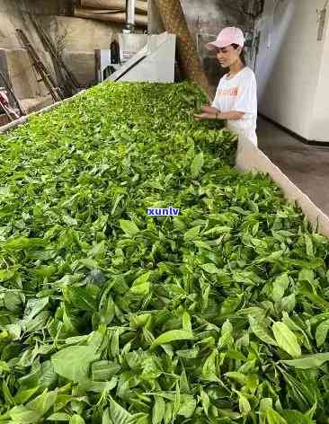 冰岛老树茶厂，探索冰岛老树茶厂：传统制茶工艺与自然美景的完美结合