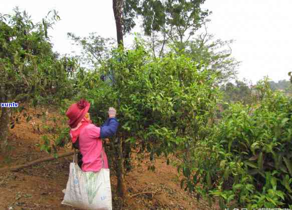 昔归古树茶在哪个山头，寻找昔归古树茶的源头：揭秘其所在山头