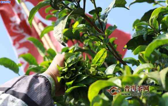 中茶刮风寨普洱茶价格：2020年最新行情与特点解析