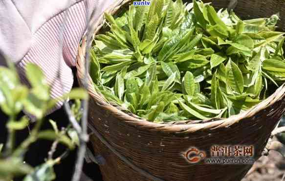 中茶刮风寨普洱茶价格：2020年最新行情与特点解析