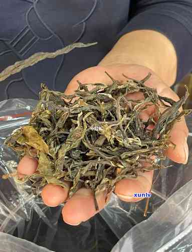 冰岛茶2019上茶-冰岛茶系列