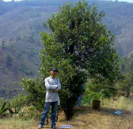 冰岛母树普洱茶价格，探寻神秘的冰岛母树普洱茶：价格解析与品鉴指南