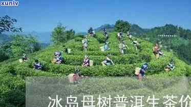 冰岛母树茶多少钱一斤，探究冰岛母树茶的价格：一斤要多少？