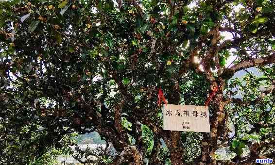 冰岛大树茶普洱茶，探索冰岛：探寻更优质的普洱茶之一