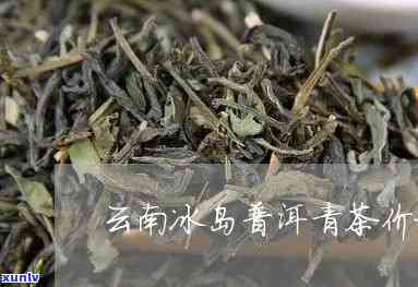 冰岛茶青价格，最新冰岛茶青市场价格走势分析