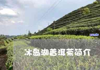 冰岛湖畔茶叶价格及功效全解析