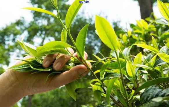 采一芽一叶的茶叶有()，细品茶香：揭秘采摘一芽一叶茶叶的独特技艺