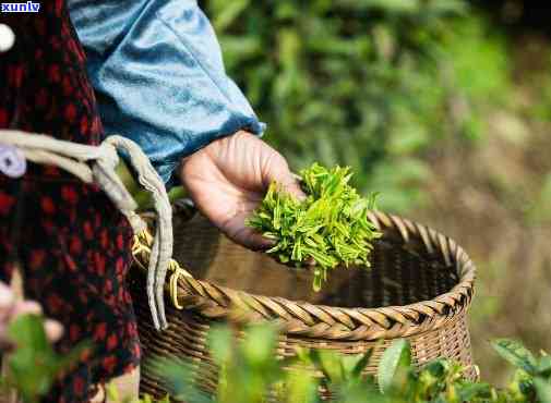 采一芽一叶的茶叶有()，细品茶香：揭秘采摘一芽一叶茶叶的独特技艺