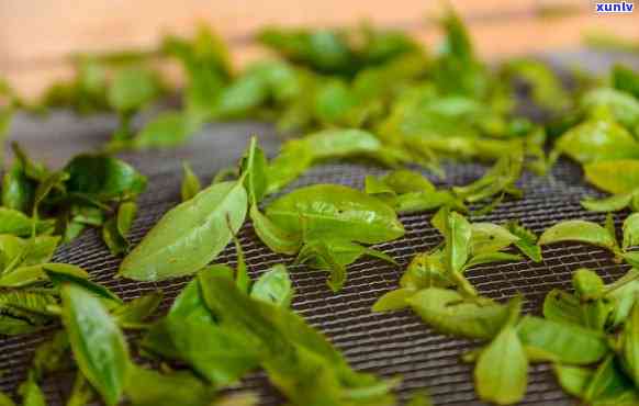 采一芽一叶的茶叶：好处与技巧