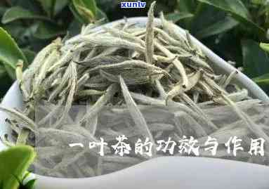 采一芽一叶的茶叶有何功效？详解其作用及特点