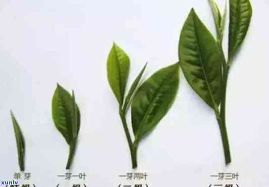 茶叶芽头成分含量分析，探究茶叶芽头的成分含量：一深入分析