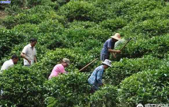 茶叶农药超标喝了会死吗？了解其对人体的危害及口感影响