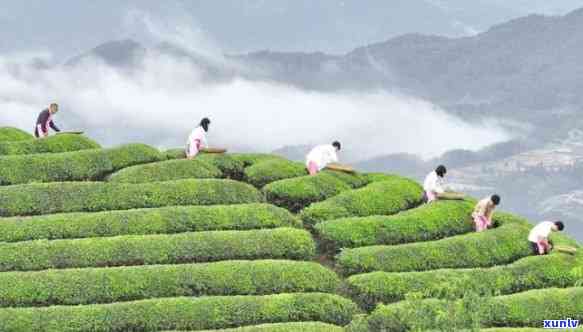 云海茶叶，品味云端之上的香醇：探索云海茶叶的世界