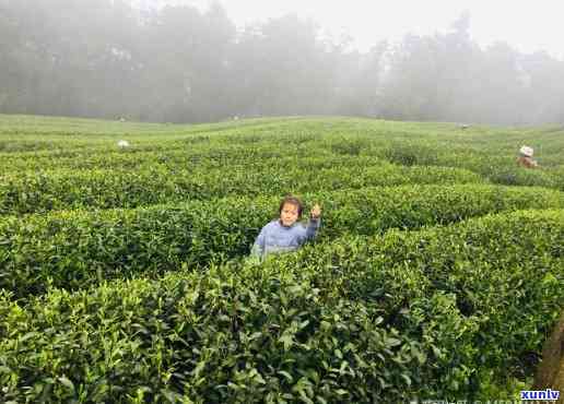 平西王府生态茶：从茶园到茶杯的全程探索，包含茶厂、茶叶、茶馆信息及联系方式。