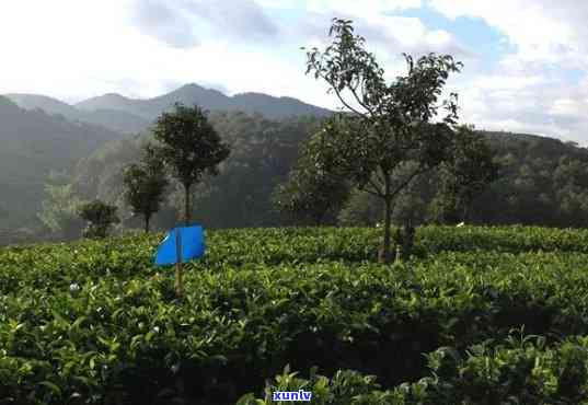 平西王府生态茶：从茶园到茶杯的全程探索，包含茶厂、茶叶、茶馆信息及联系方式。