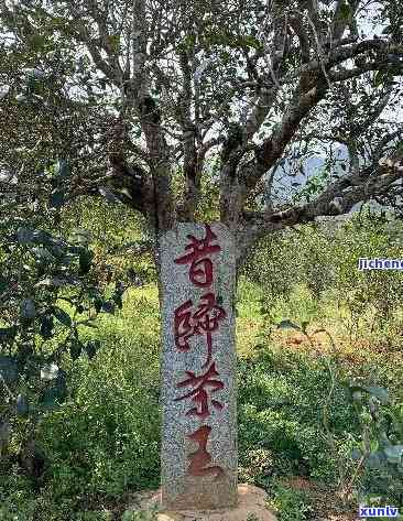 云南平西王府普洱茶古树茶王，探寻云南平西王府的普洱茶古树茶王，领略千年茶文化的魅力