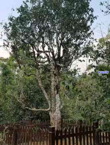 云南平西王府普洱茶古树茶王，探寻云南平西王府的普洱茶古树茶王，领略千年茶文化的魅力