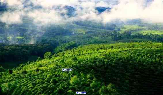 云南产茶的四大名山，探秘云南：揭秘四大名山的茶叶传奇