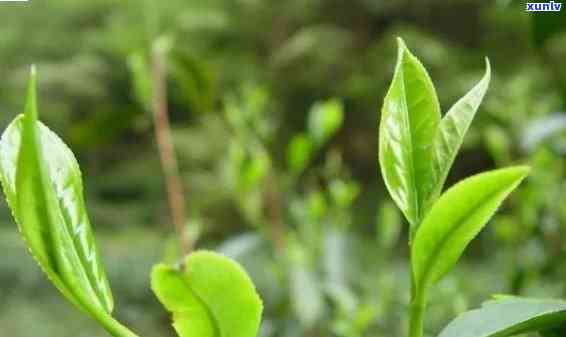 茶叶的生长过程教学视频，探索茶叶的生命之旅：全过程教学视频