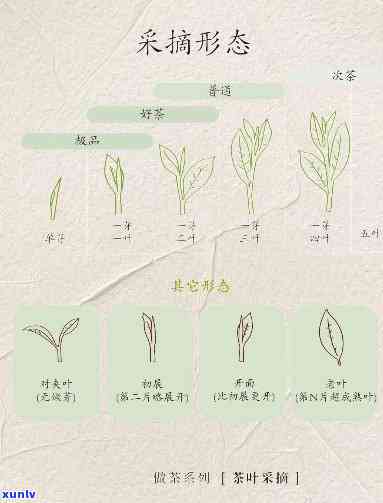 茶叶的生长过程教学视频，探索茶叶的生命之旅：全过程教学视频