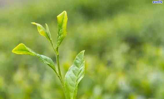 茶叶的生长过程教学视频，探索茶叶的生命之旅：全过程教学视频