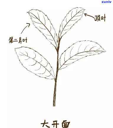 全面了解茶叶生长过程：视频、教程与讲解全包括，附生长过程图与图画，简笔画教学