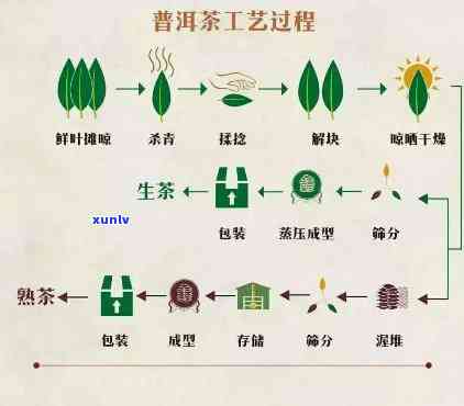 全面解析茶叶的加工工艺流程：图片、图表、检验时间、详细步骤及视频教程大全