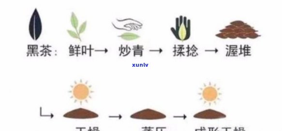 全面解析茶叶的加工工艺流程：图片、图表、检验时间、详细步骤及视频教程大全