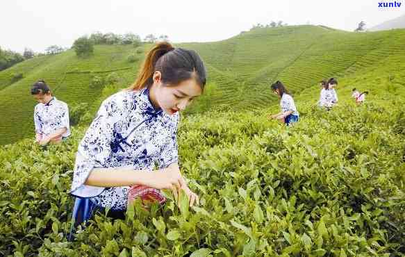 信阳九华山茶业，品味信阳：探索九华山茶业的无尽魅力