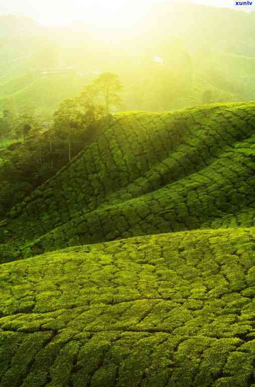 安溪茶叶大师，探访安溪茶叶大师，揭秘中国传统茶文化的精髓