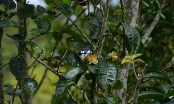 班章雀茶什么意思，探秘班章雀茶：一种独特的普洱茶品种