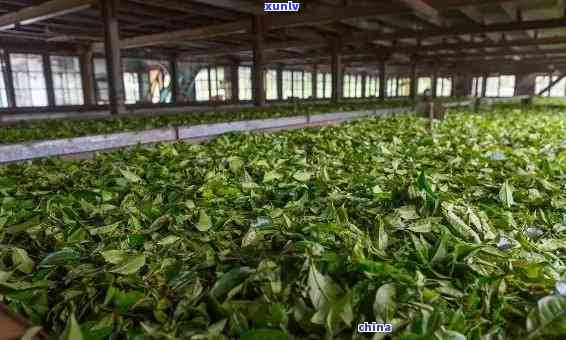 勐海茶厂班章生态，探秘班章生态：勐海茶厂的独特魅力