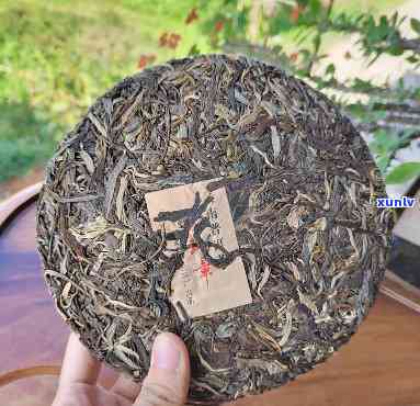 云南七子班章普洱茶：357克一饼的老班章、300年树龄，全网更低价！